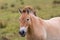 Portrait of one Przewalski wild horse in grassland