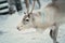 Portrait of one reindeer in Lapland, Finland. Domesticated reindeer in close-up. Reindeer in their snowy enclosure, pen or corral