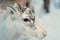 Portrait of one reindeer in Lapland, Finland. Domesticated reindeer in close-up. Reindeer in their snowy enclosure, pen or corral