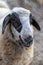 Portrait of one sheep behind a barbed wire fence