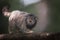 A portrait of one of the steppe cat, the manul