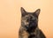 Portrait of one tortie torbie tabby cat on an orange background