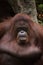 Portrait of a orang utan