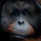 Portrait of orang-utan in a dark atmosphere