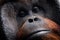 Portrait of orang-utan in a dark atmosphere