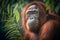 Portrait of an orang utan in rainforest of Borneo. Generative AI