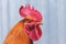 Portrait of an orange cock close-up in a profile on a gray blurry background_