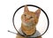 Portrait of an orange ginger tabby cat wearing an e collar