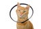 Portrait of an orange ginger tabby cat wearing an elizabethian collar