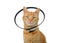 Portrait of an orange ginger tabby cat wearing an elizabethian collar