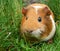 Portrait of orange guinea pig on green grass background