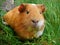 Portrait of orange guinea pig on green grass background