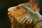 Portrait of orange iguana in the dark green forest, Costa Rica