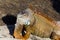 portrait, Orange Iguana on the Sand