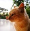 Portrait of a orange kitty, cat pet, looking to the left with detail of its head