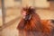 Portrait of orange rooster