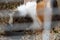 Portrait Of orange-white Guinea Pig Close. Guinea Pig eating grass