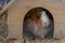 Portrait Of orange-white Guinea Pig Close. Guinea Pig sitting in wood house