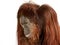 Portrait of Orangutan