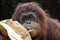Portrait of orangutan