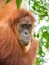 Portrait of Orangutan in Bukit Lawang in a tree