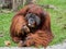 Portrait of Orangutan eating banana