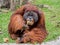 Portrait of Orangutan eating banana