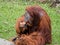 Portrait of Orangutan eating bread