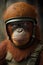 Portrait of an orangutan in the helmet of an aviator