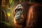 Portrait of an orangutan in the jungle. Indonesia.