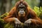Portrait of an orangutan monkey on a background of green grass.