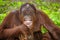 Portrait of Orangutan (Pongo pygmaeus) laughing