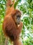 Portrait of Orangutan in a tree, Bukit Lawang, Indonesia