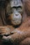 Portrait of Orangutans embracing close-up