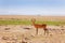 Portrait of oribi standing in deserted savanna