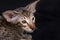 Portrait of oriental breed cat in black background