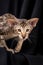 Portrait of oriental breed cat in black background