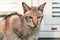 Portrait of Oriental cat with big ears, clear eyes and long nose