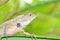 Portrait of Oriental garden lizard , Calotes versicolor