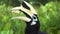 Portrait of Oriental Pied Hornbill Anthracoceros albirostris. Endangered Endemic Borneo Bird