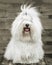 Portrait of an original Coton de TulÃ©ar dog - pure white like c