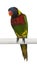 Portrait of Ornate Lorikeet, Trichoglossus ornatus, a parrot