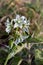 Portrait of a Ornithogalum nutans - Drooping Star-of-Bethlehem blossom in spring