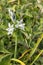 Portrait of a Ornithogalum nutans - Drooping Star-of-Bethlehem blossom in spring
