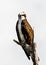 PORTRAIT OF AN OSPREY PERCHED LOOKING DOWN