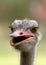 Portrait of an ostrich