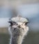 Portrait of an ostrich