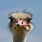 portrait of a ostrich against blue sky