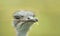 Portrait of an ostrich with a blade of grass in his beak.