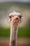 Portrait of a Ostrich, close up